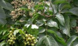 无患子树,自然界的绿色瑰宝与生态价值探索